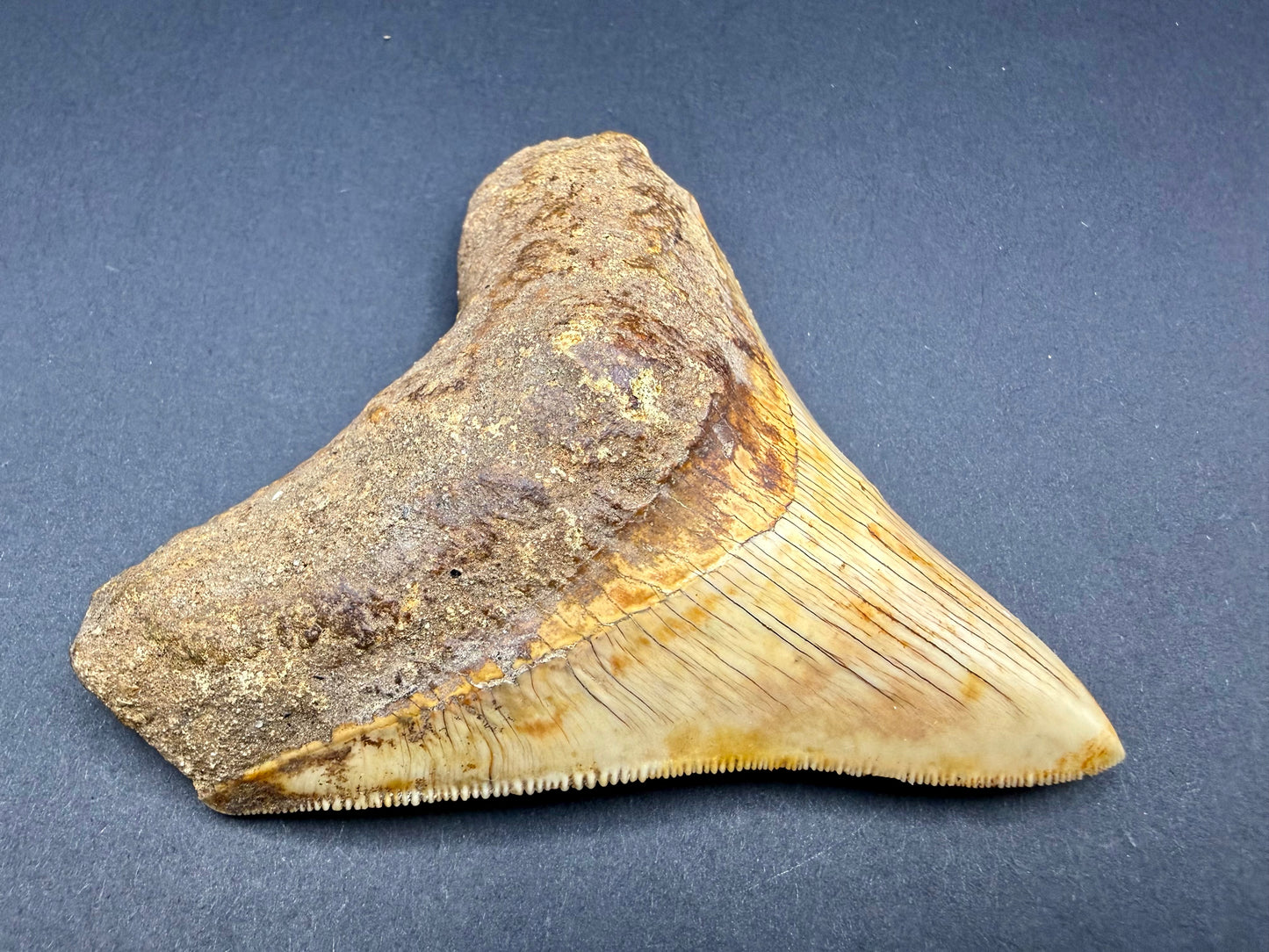 Megalodon Tooth