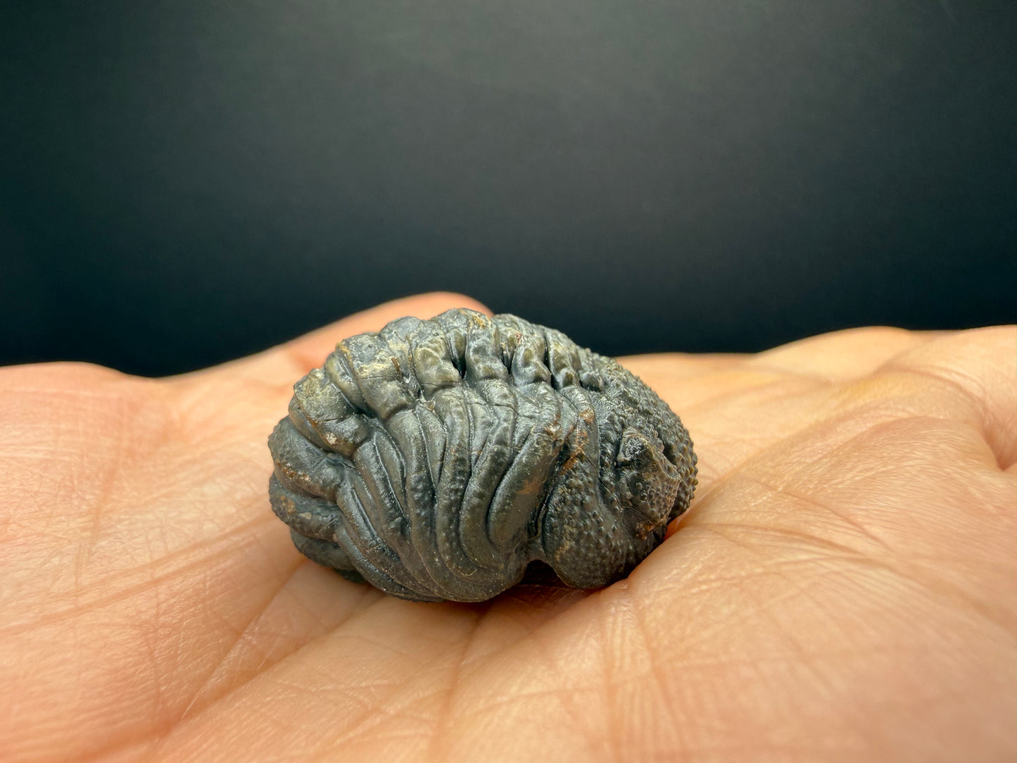 Enrolled Moroccops Trilobite