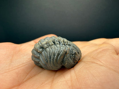 Enrolled Moroccops Trilobite