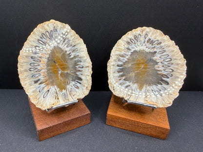 Araucaria Petrified Wood