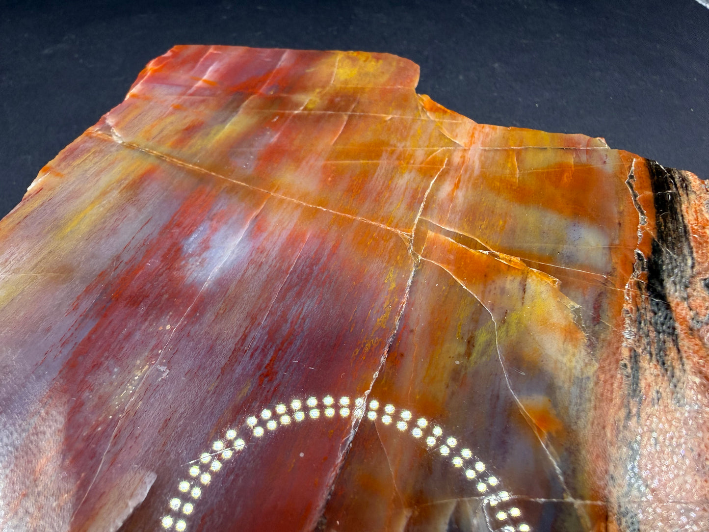 Rainbow Petrified Wood