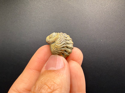 Enrolled Moroccops Trilobite