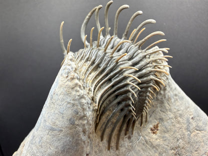 Comura Trilobite