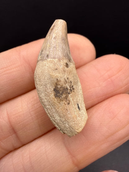 Dolphin Tooth