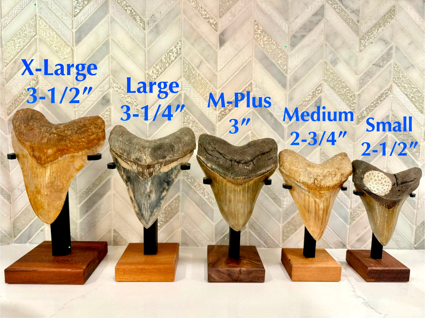 Shark Tooth Stand