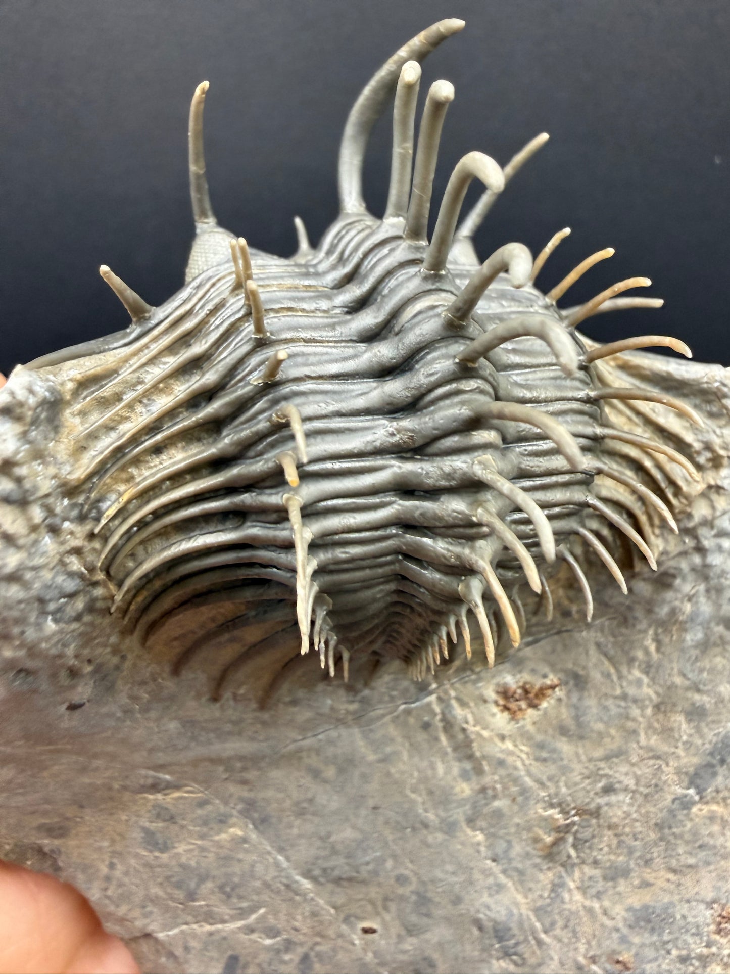 Comura Trilobite