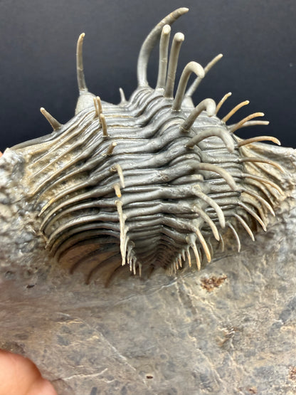 Comura Trilobite