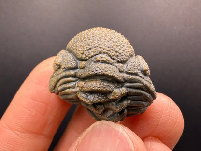 Enrolled Moroccops Trilobite