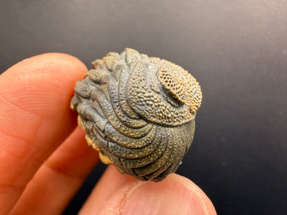 Enrolled Moroccops Trilobite