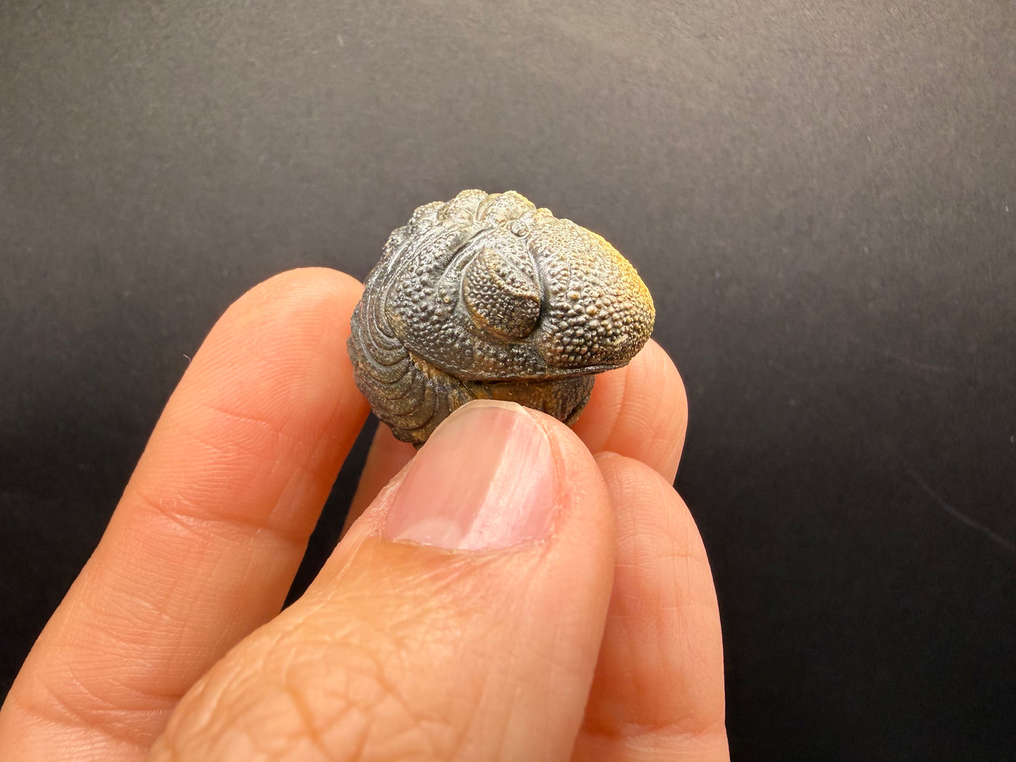 Enrolled Moroccops Trilobite