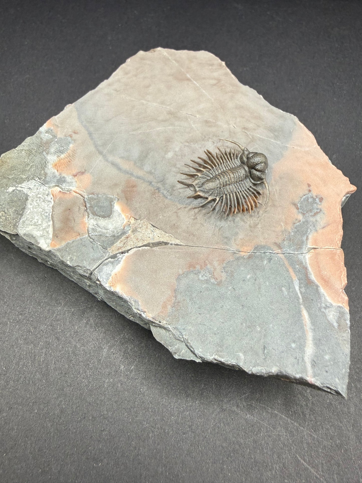 Acanthopyge Trilobite