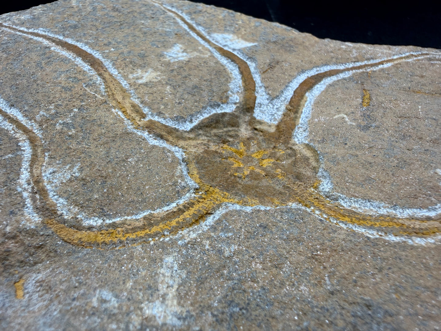 Brittle Star