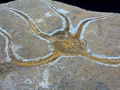 Brittle Star