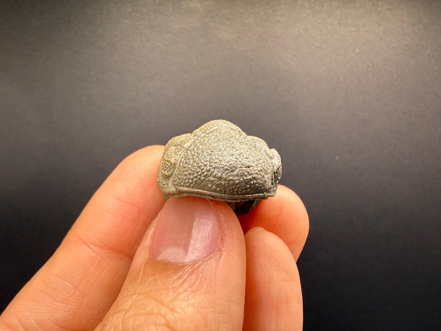 Enrolled Moroccops Trilobite