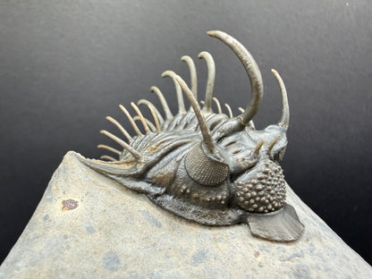 Comura Trilobite