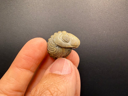 Enrolled Moroccops Trilobite