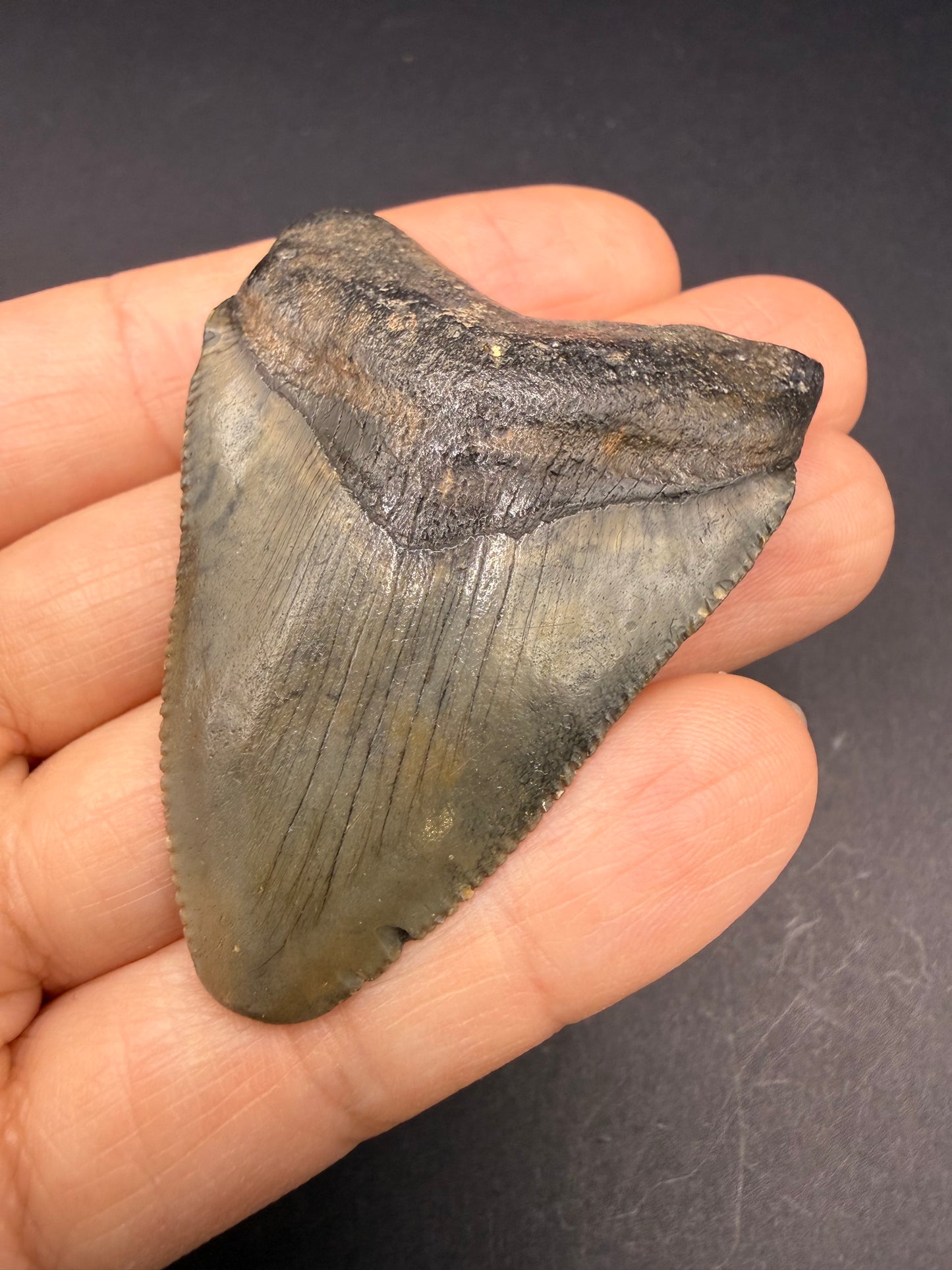 Megalodon Tooth