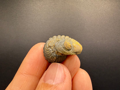 Enrolled Moroccops Trilobite