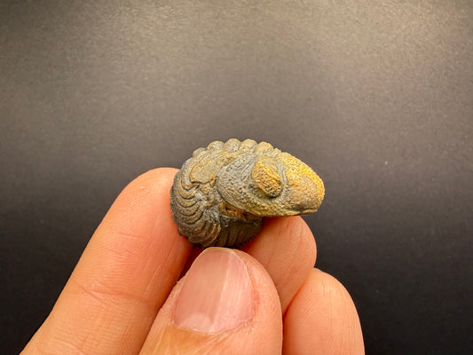 Enrolled Moroccops Trilobite