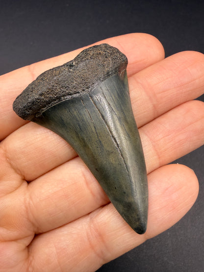 Hastalis Tooth