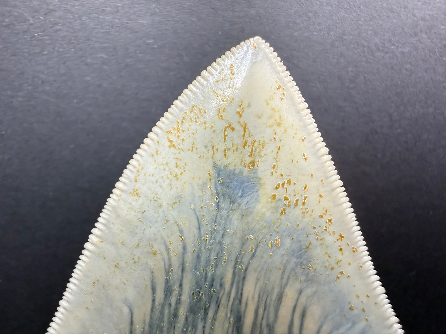 Megalodon Tooth
