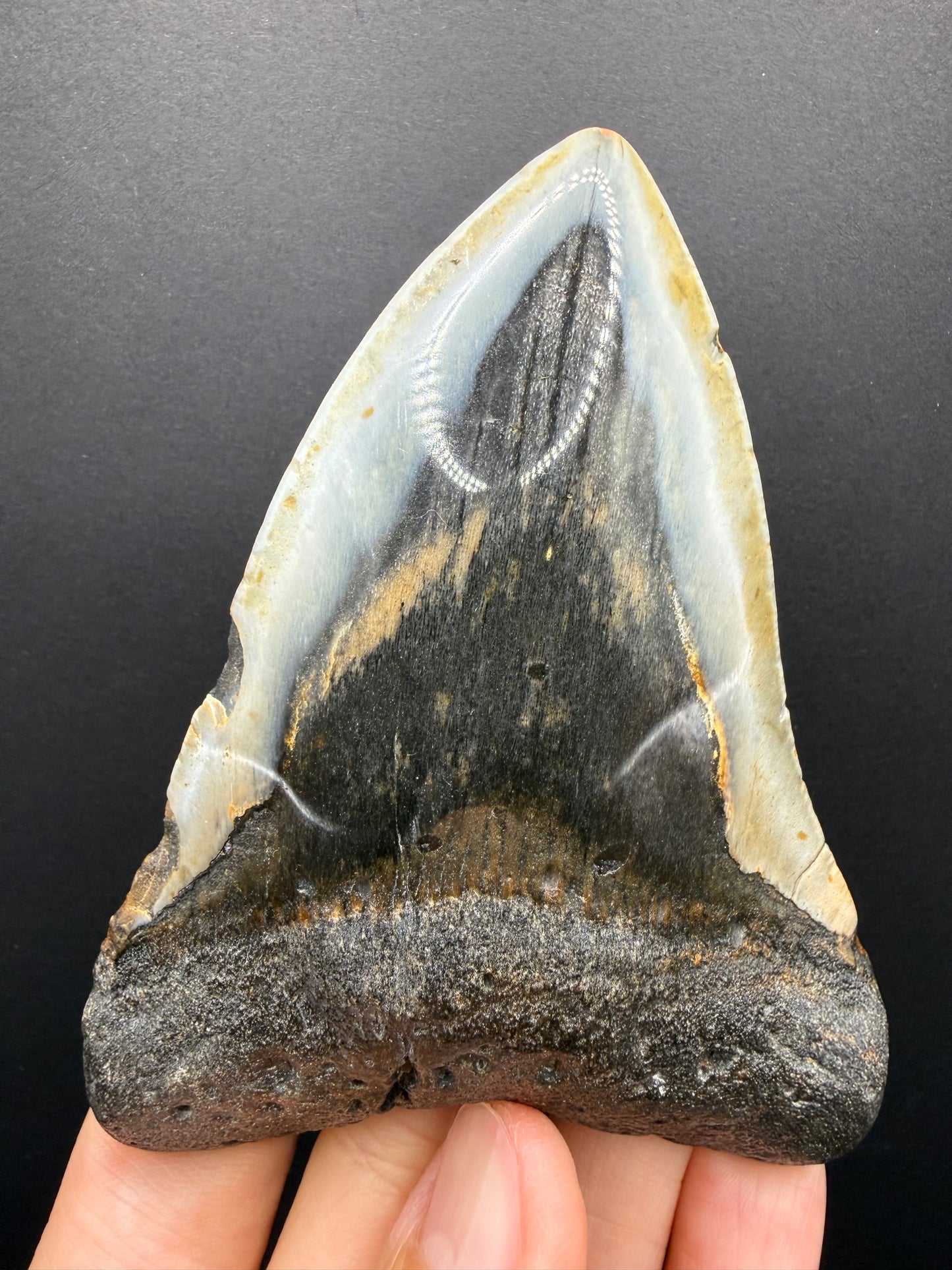 Megalodon Tooth