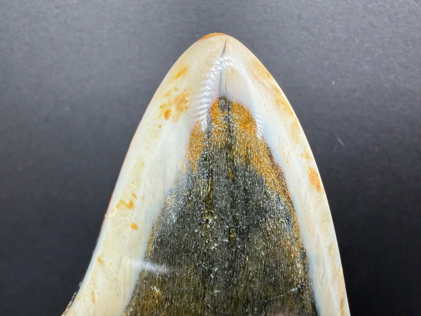 Megalodon Tooth