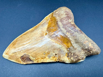 Megalodon Tooth