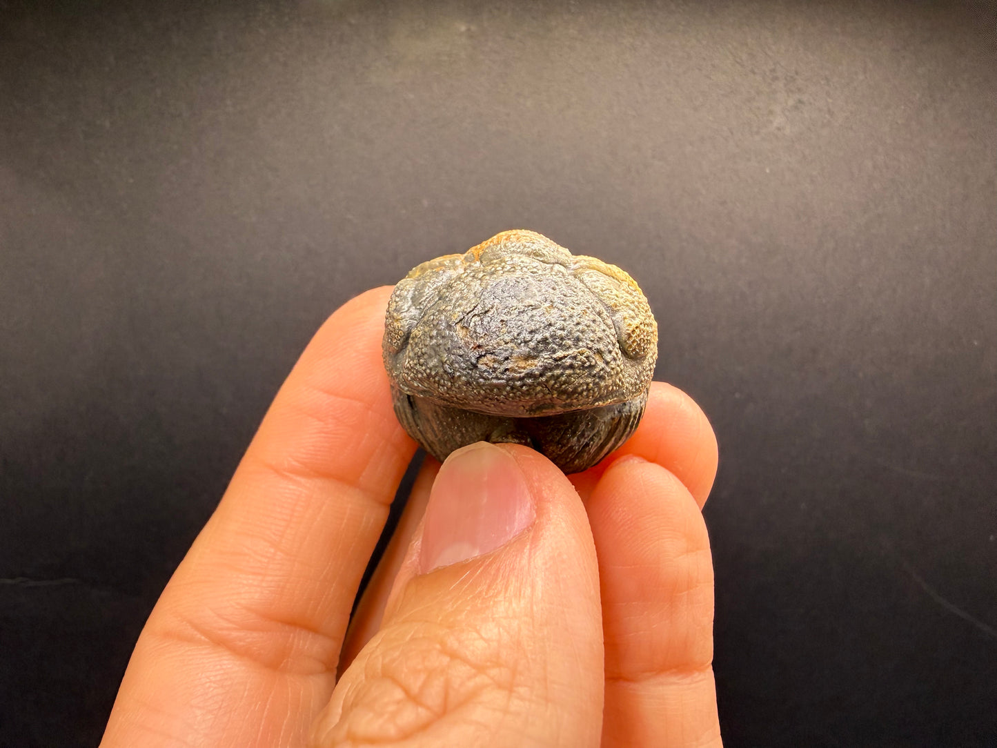 Enrolled Moroccops Trilobite