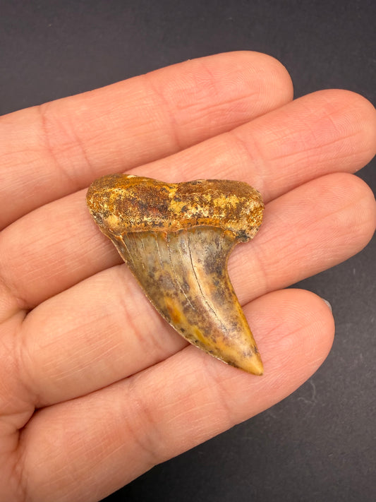 Mako Tooth