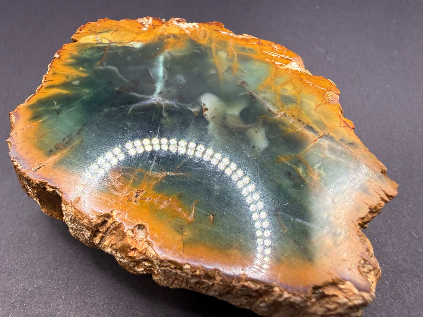 Woodworthia Petrified Wood