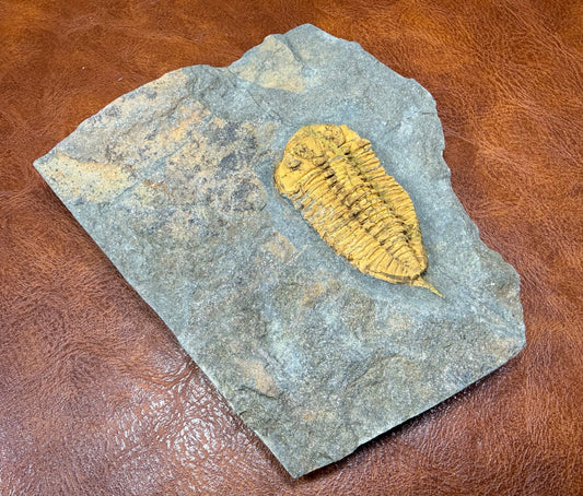 Dalmanitid Ordovician Trilobite