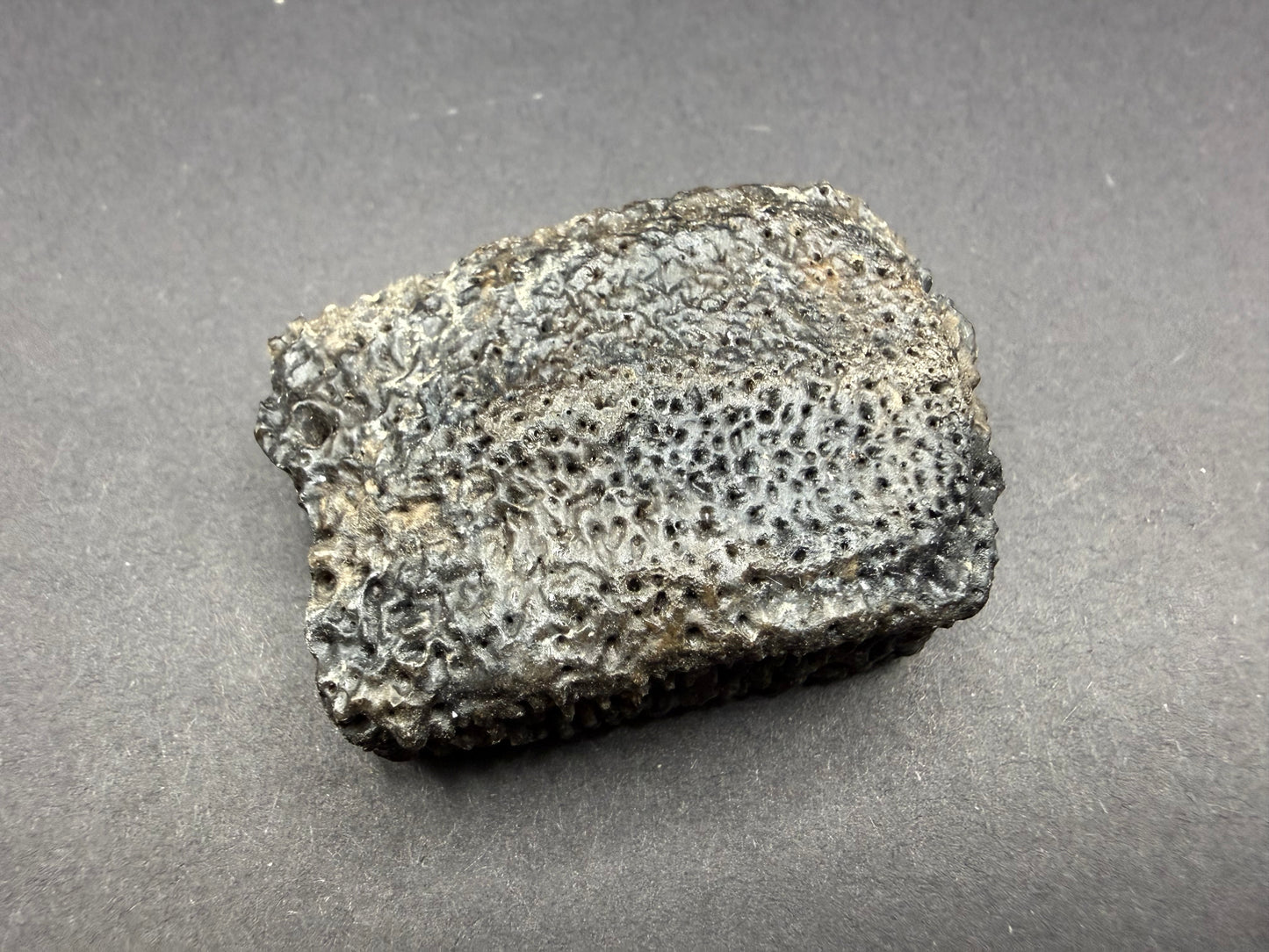 Glyptodon Osteoderm