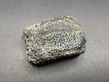 Glyptodon Osteoderm