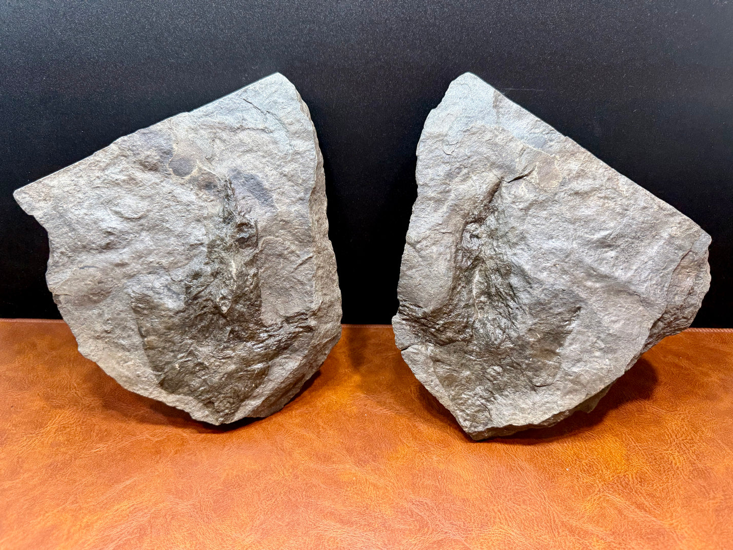 Dinosaur Trace