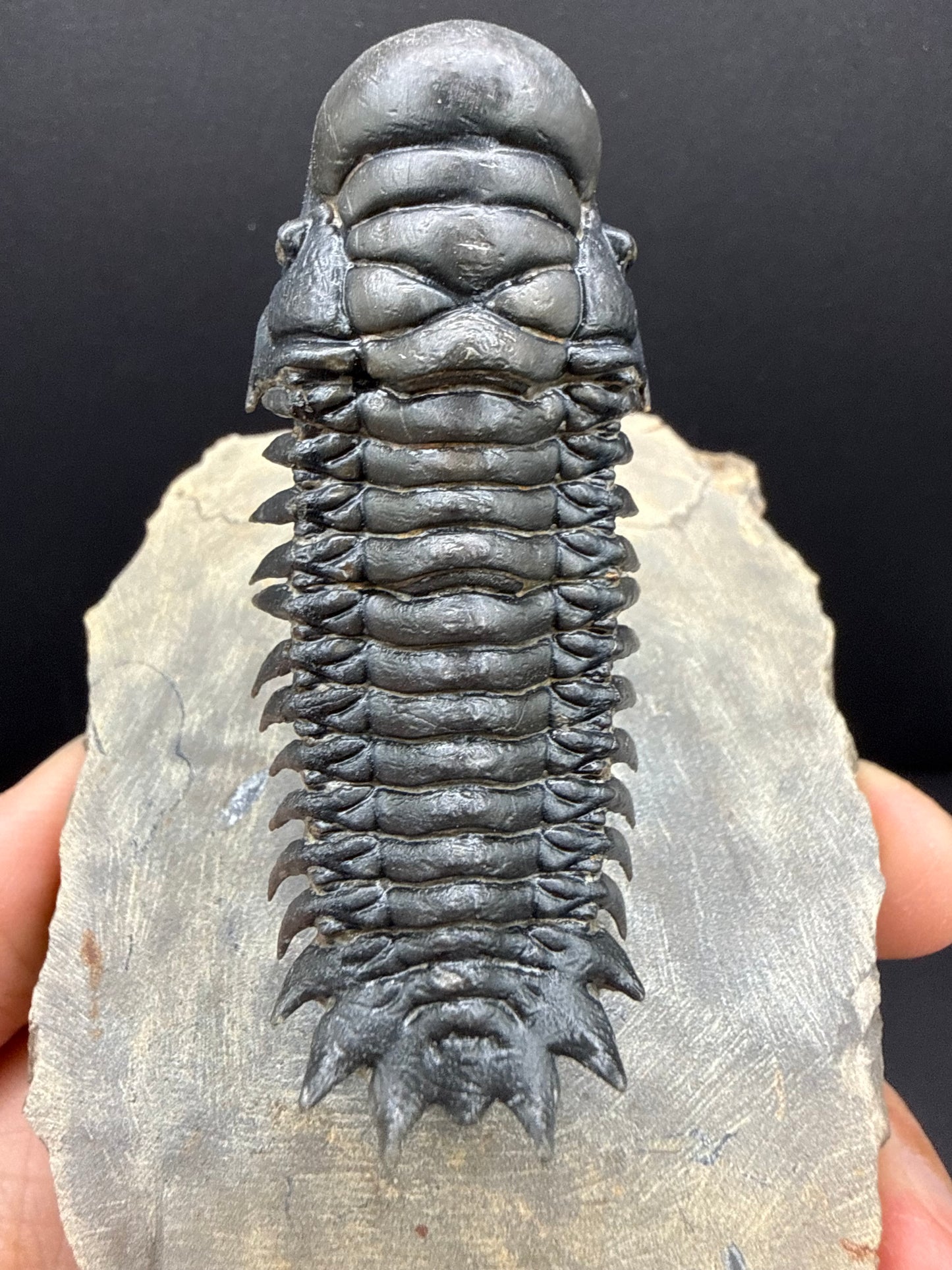 Crotalocephalus Trilobite
