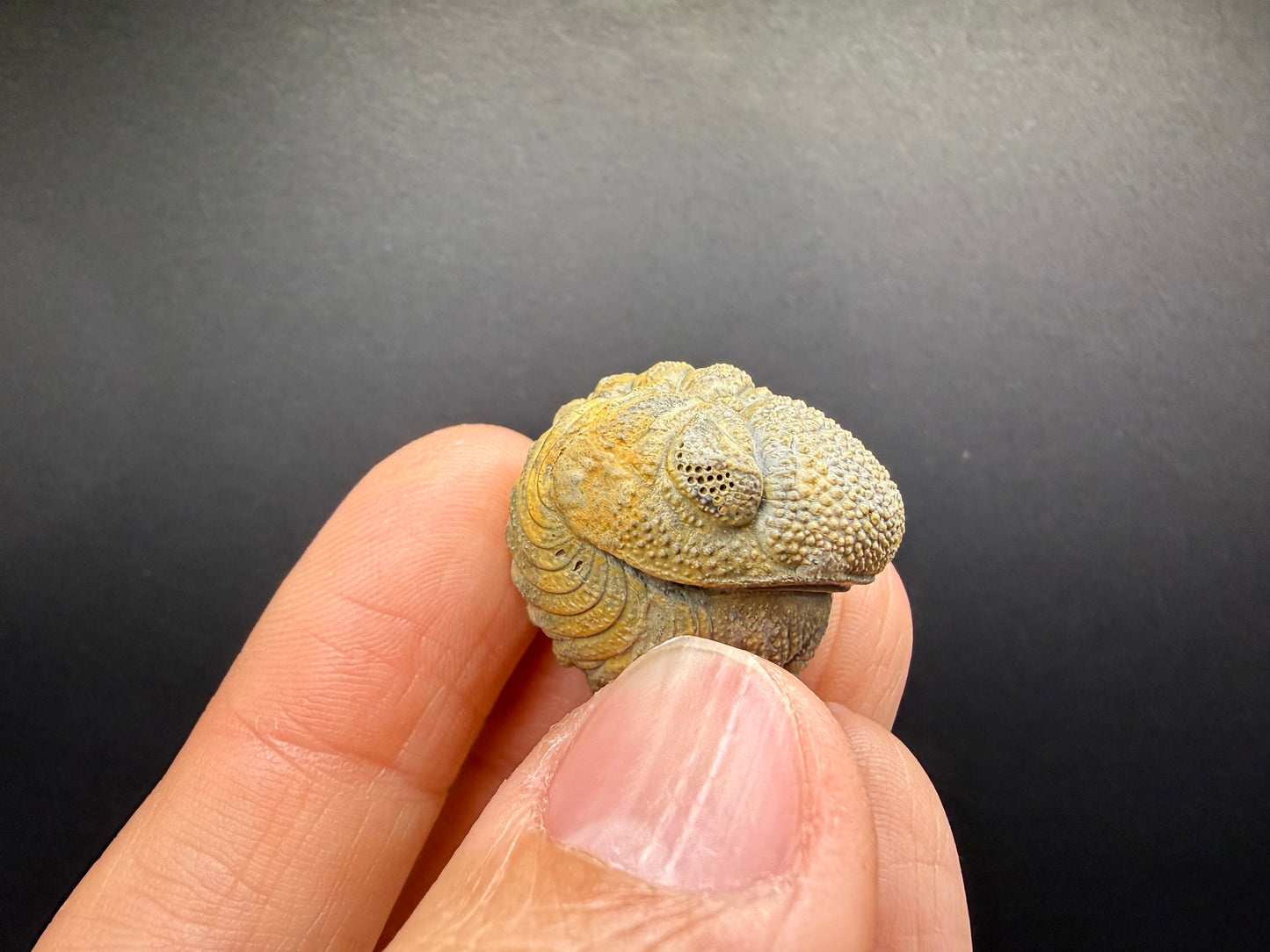 Enrolled Moroccops Trilobite