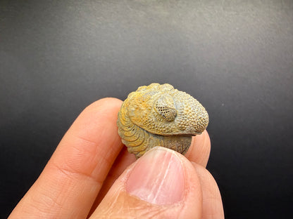 Enrolled Moroccops Trilobite