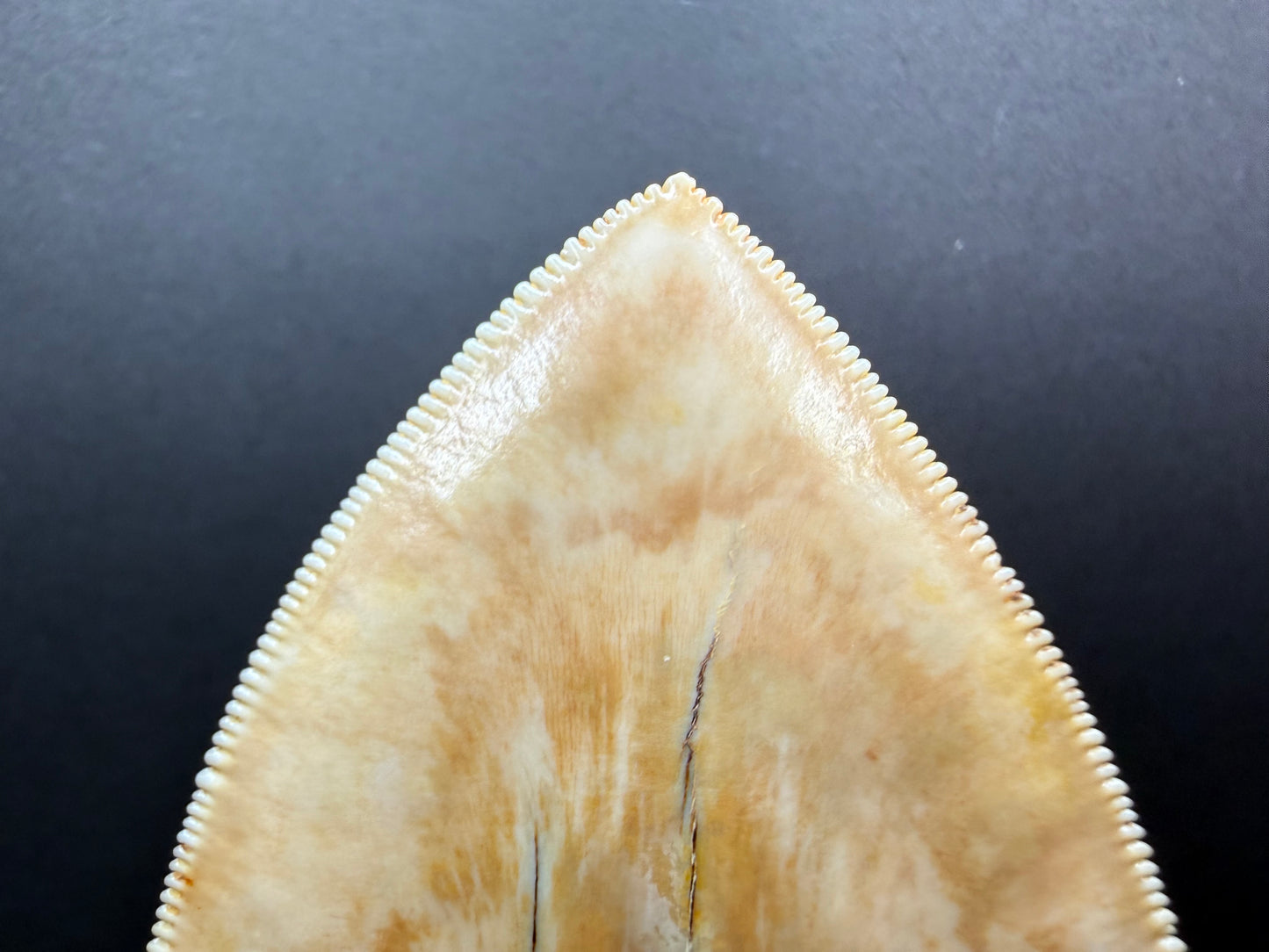 Megalodon Tooth