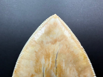 Megalodon Tooth
