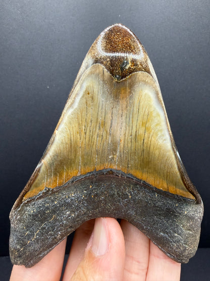 Megalodon Tooth
