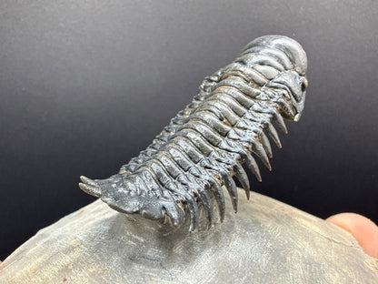 Crotalocephalus Trilobite