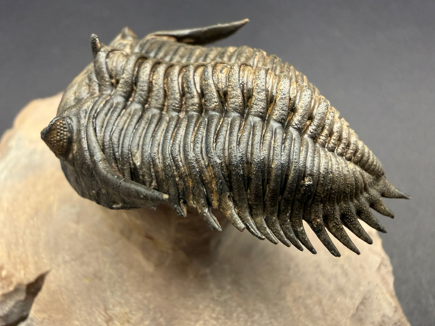 Metacanthina Trilobite