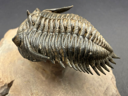 Metacanthina Trilobite