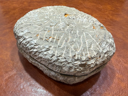 Cambropallas Cambrian Trilobite