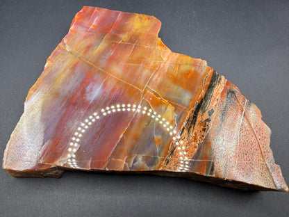 Rainbow Petrified Wood