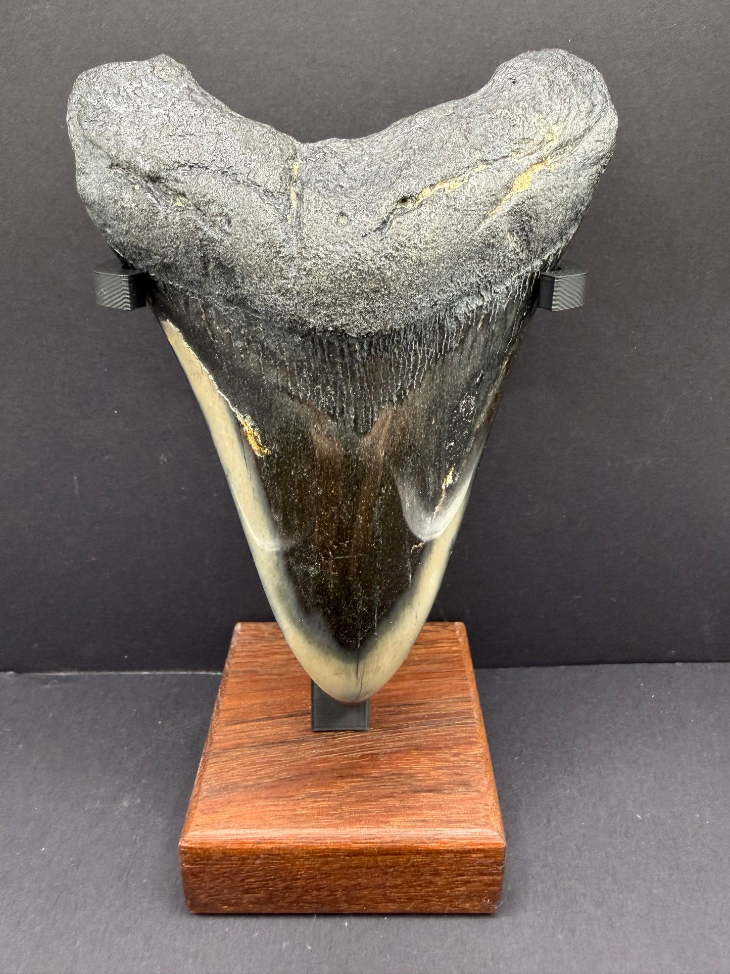 Megalodon Tooth