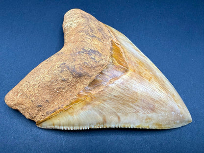 Megalodon Tooth