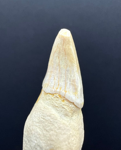 Dolphin Tooth
