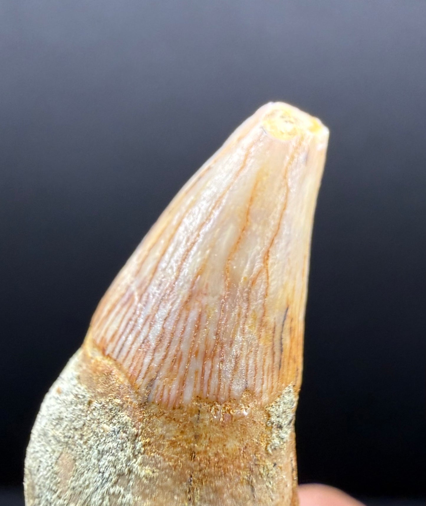 Dolphin Tooth